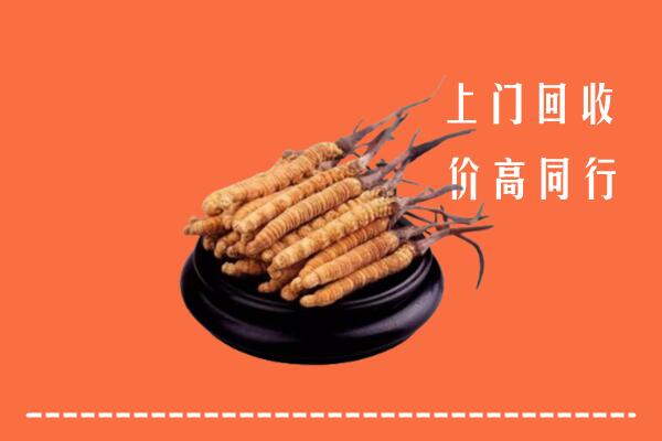 郑州市上街回收冬虫夏草